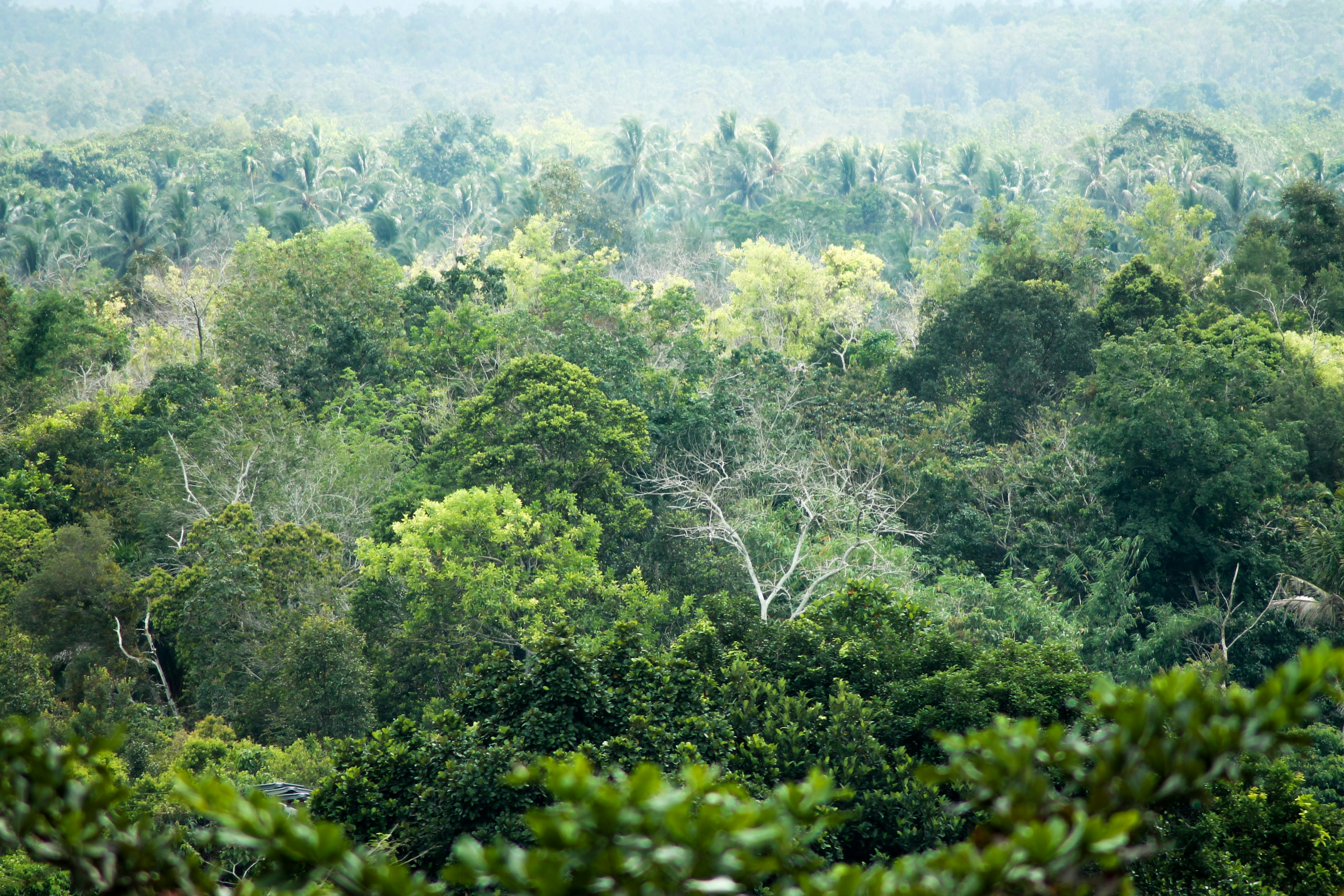 Biomasse